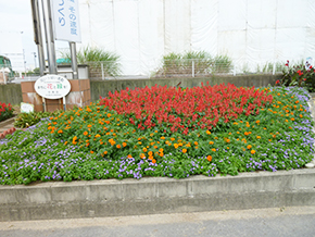 今寿会園芸部花壇