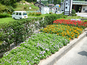 松平葵クラブ